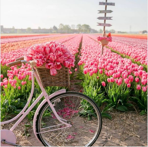Hoa Tulip Hà Lan