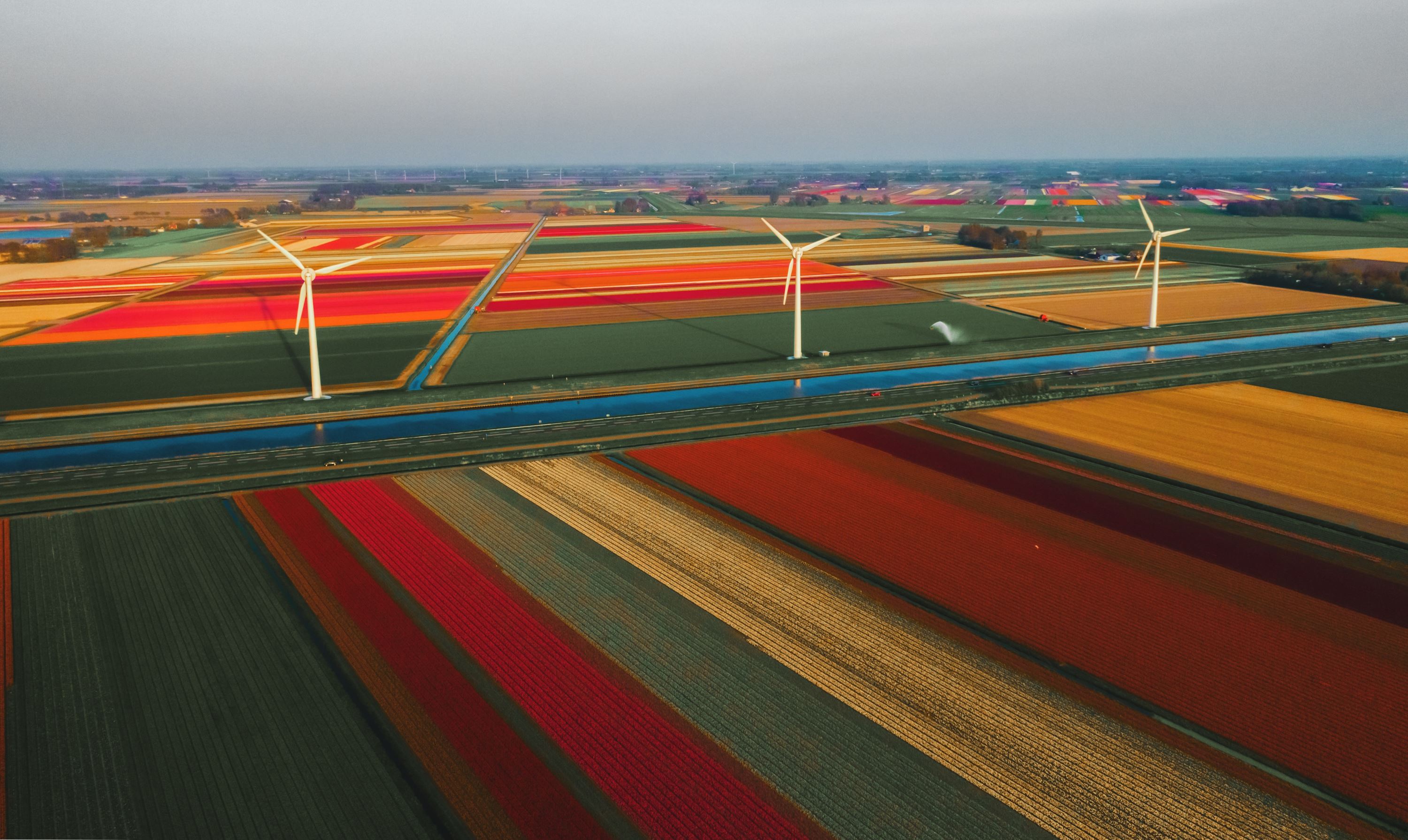 Cánh đồng hoa Tulip Hà Lan tuyệt đẹp