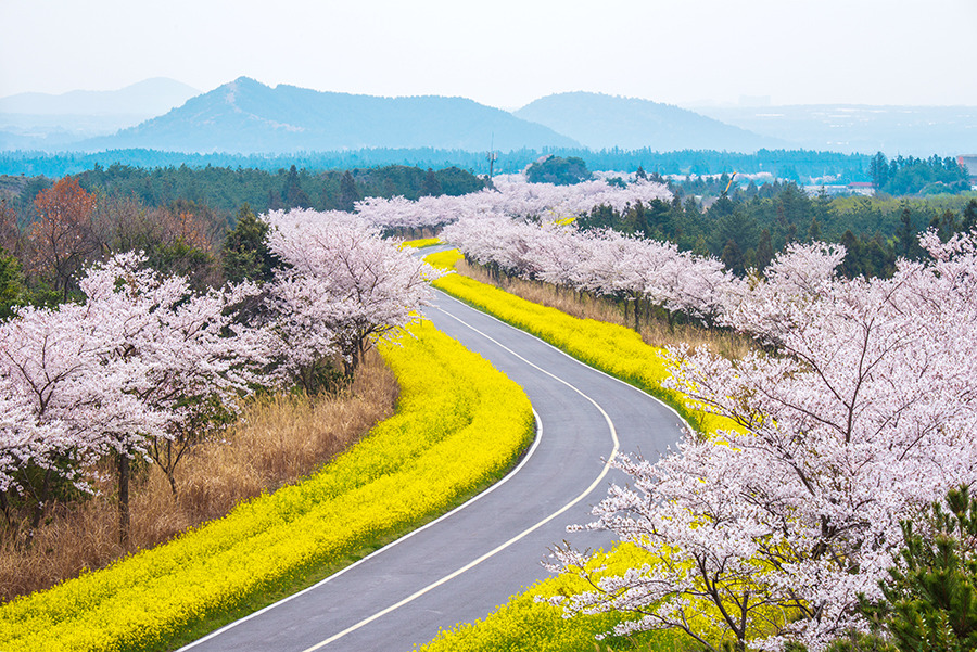 Du lịch Jeju Hàn Quốc mùa hoa anh đào
