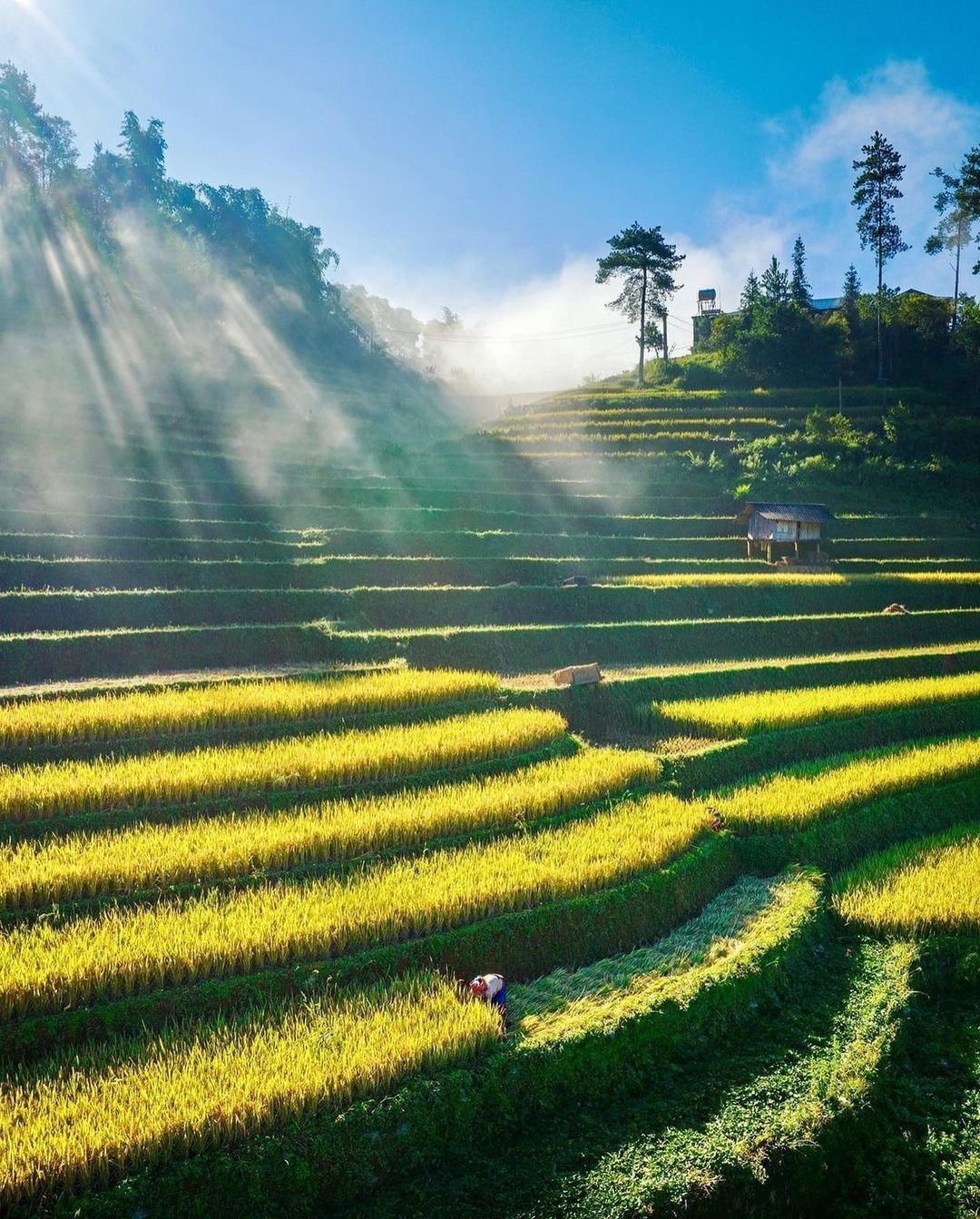 Kinh nghiệm đi Mùa Cang Chải mùa lúa chín