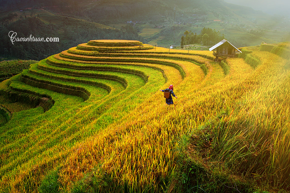 Kinh nghiệm đi Mùa Cang Chải mùa lúa chín 01