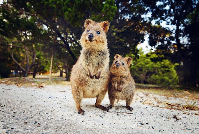 Du lịch Đảo Rottnest, Úc 01