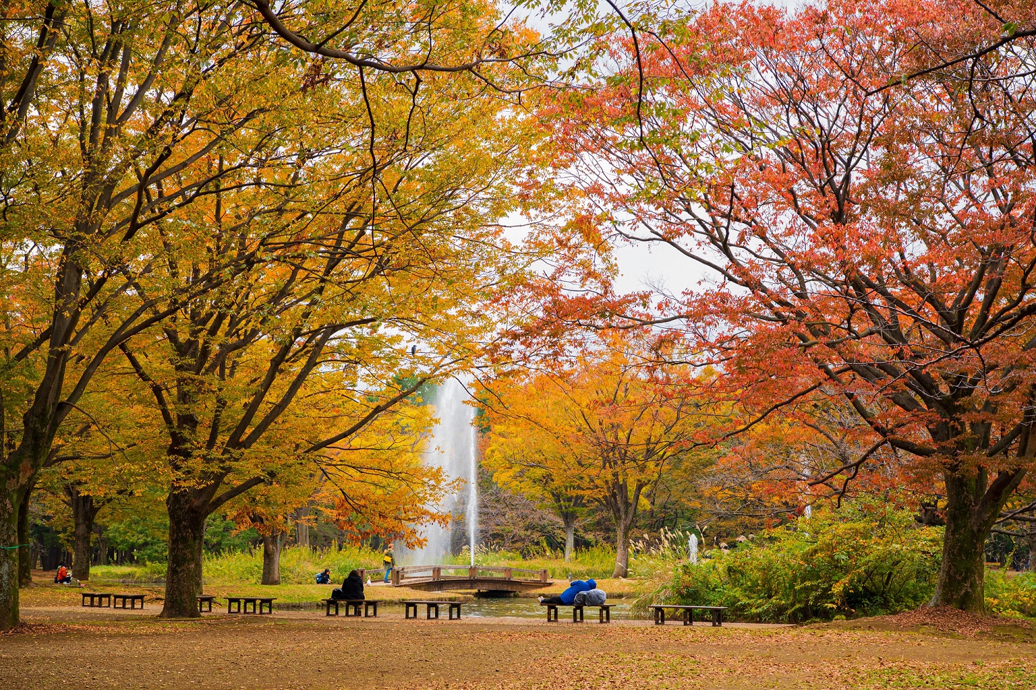 Những điểm ngắm lá tuyệt đẹp mùa lá đỏ Tokyo, Nhật Bản 03