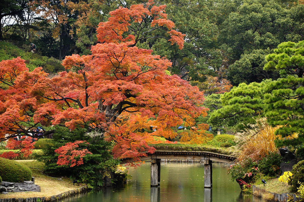 Những điểm ngắm lá tuyệt đẹp mùa lá đỏ Tokyo, Nhật Bản 04