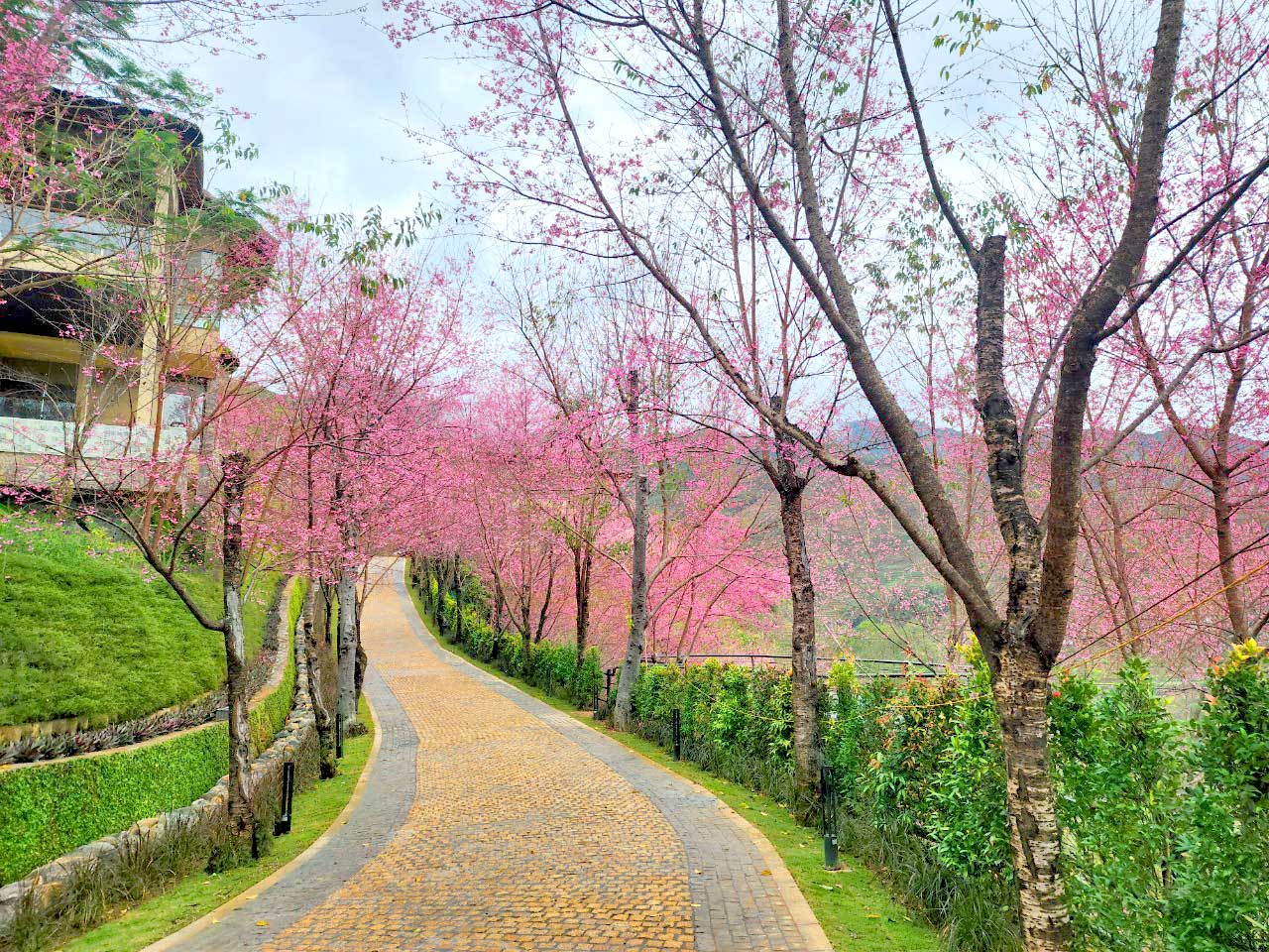 /files/images/garrya-mu-cang-chai/garrya-mu-cang-chai-26.jpg