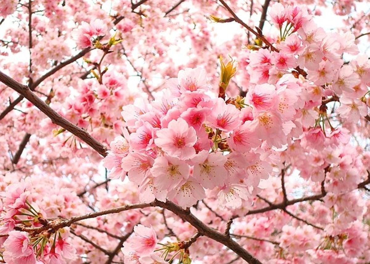 Hoa anh đào Nhật Bản nở khi nào?